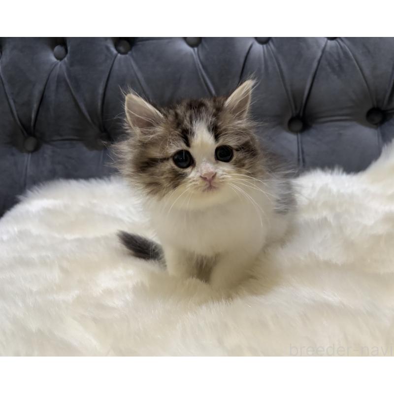 成約済の鹿児島県のミヌエット-133252の7枚目