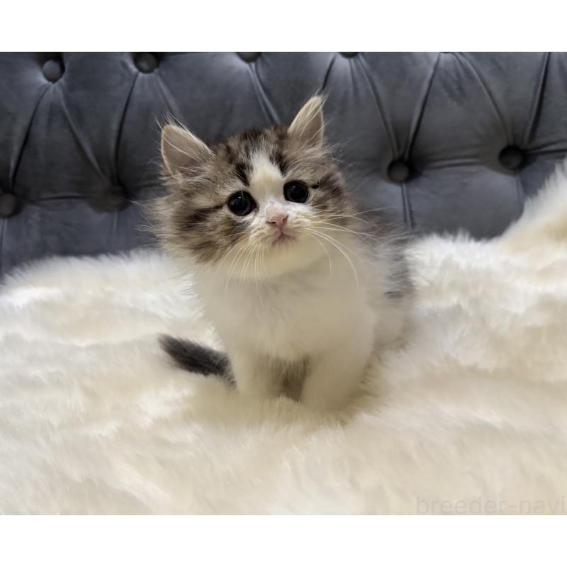 成約済の鹿児島県のミヌエット-133252の6枚目