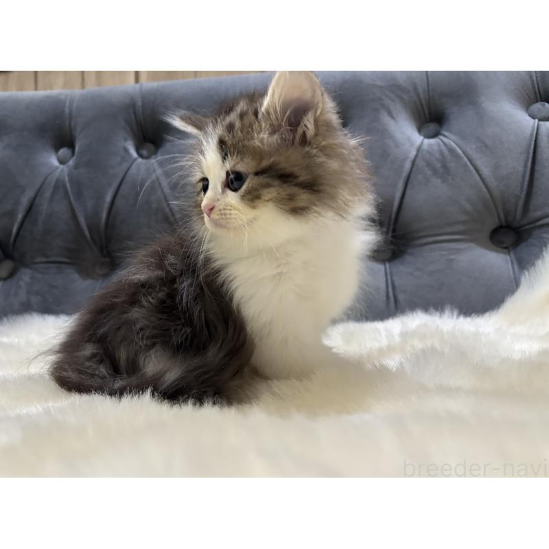 成約済の鹿児島県のミヌエット-133252の4枚目