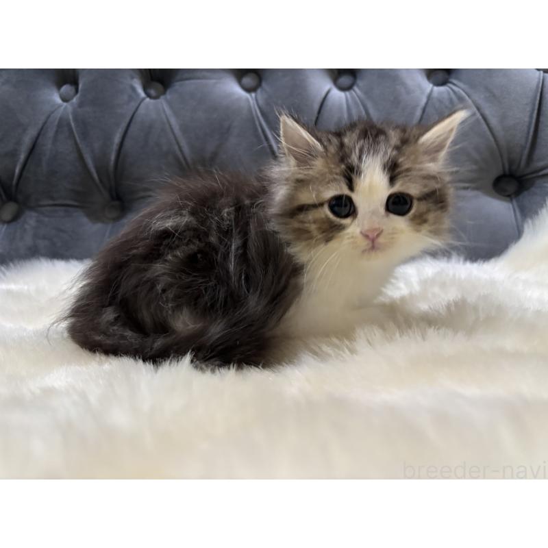 成約済の鹿児島県のミヌエット-133252の3枚目