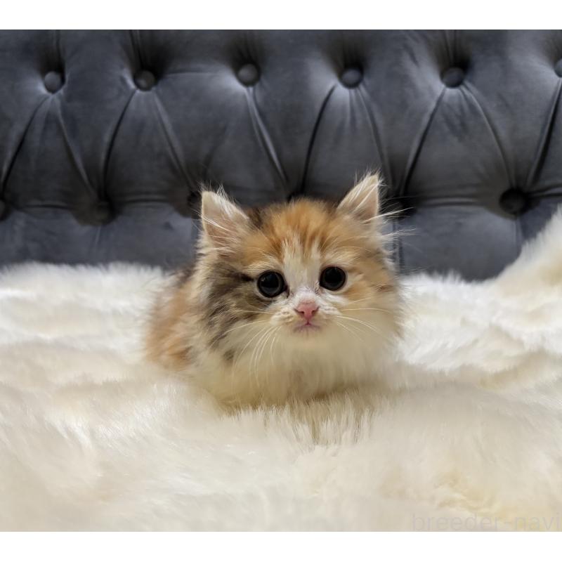 商談中の鹿児島県のミヌエット-132917の8枚目