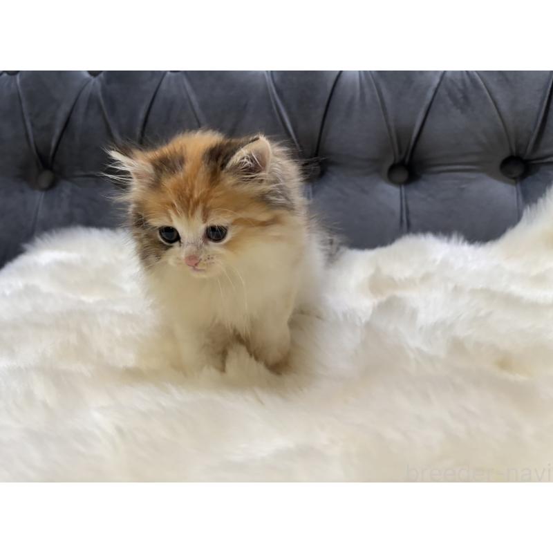 商談中の鹿児島県のミヌエット-132917の6枚目