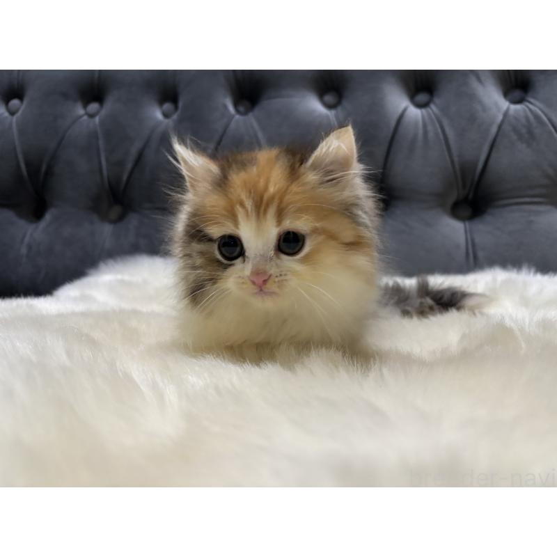 商談中の鹿児島県のミヌエット-132917の5枚目