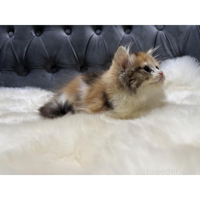 商談中の鹿児島県のミヌエット-132917の4枚目