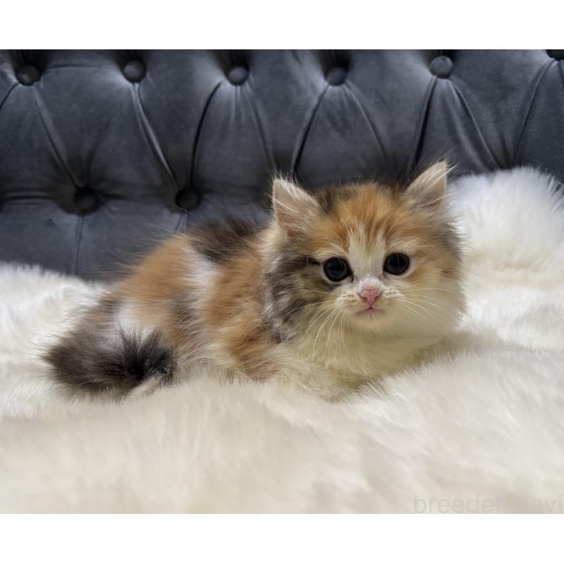 商談中の鹿児島県のミヌエット-132917の3枚目