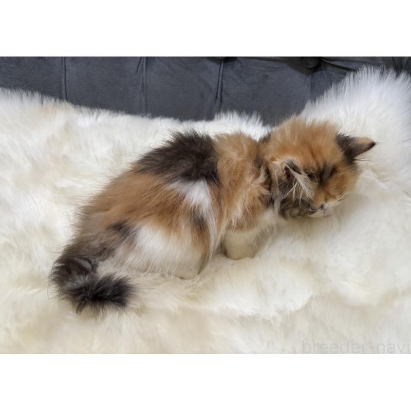 商談中の鹿児島県のミヌエット-132917の2枚目