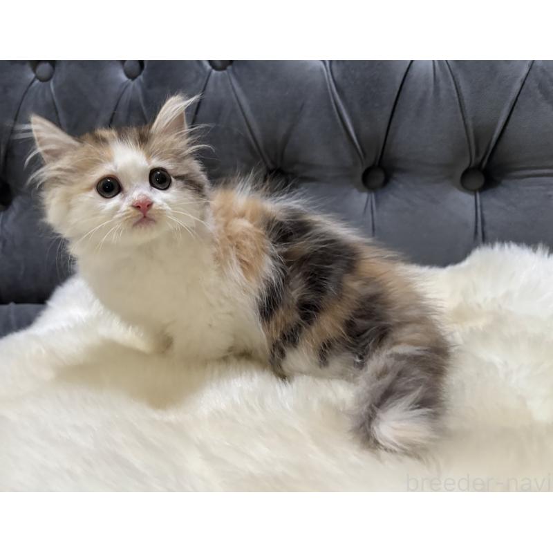 販売中の鹿児島県のミヌエット-132610の7枚目