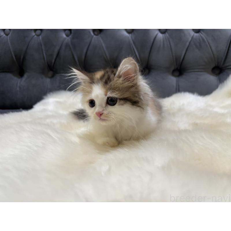 販売中の鹿児島県のミヌエット-132610の6枚目