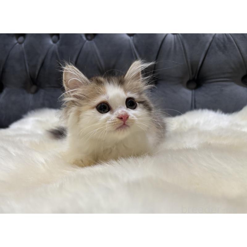 販売中の鹿児島県のミヌエット-132610の5枚目