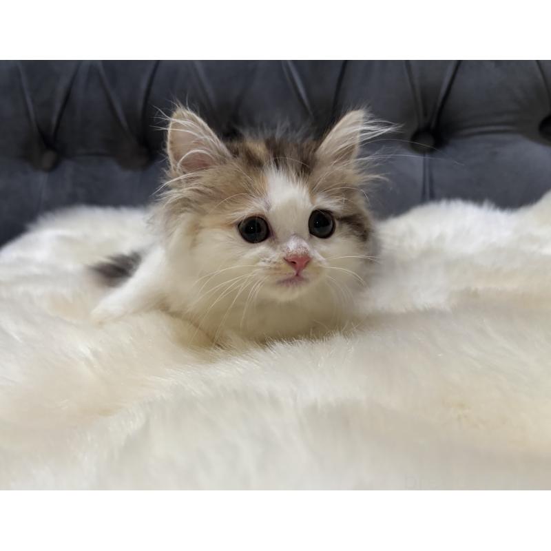 販売中の鹿児島県のミヌエット-132610の4枚目