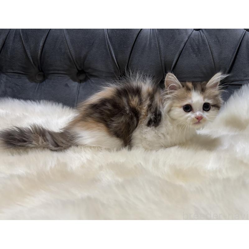 販売中の鹿児島県のミヌエット-132610の3枚目