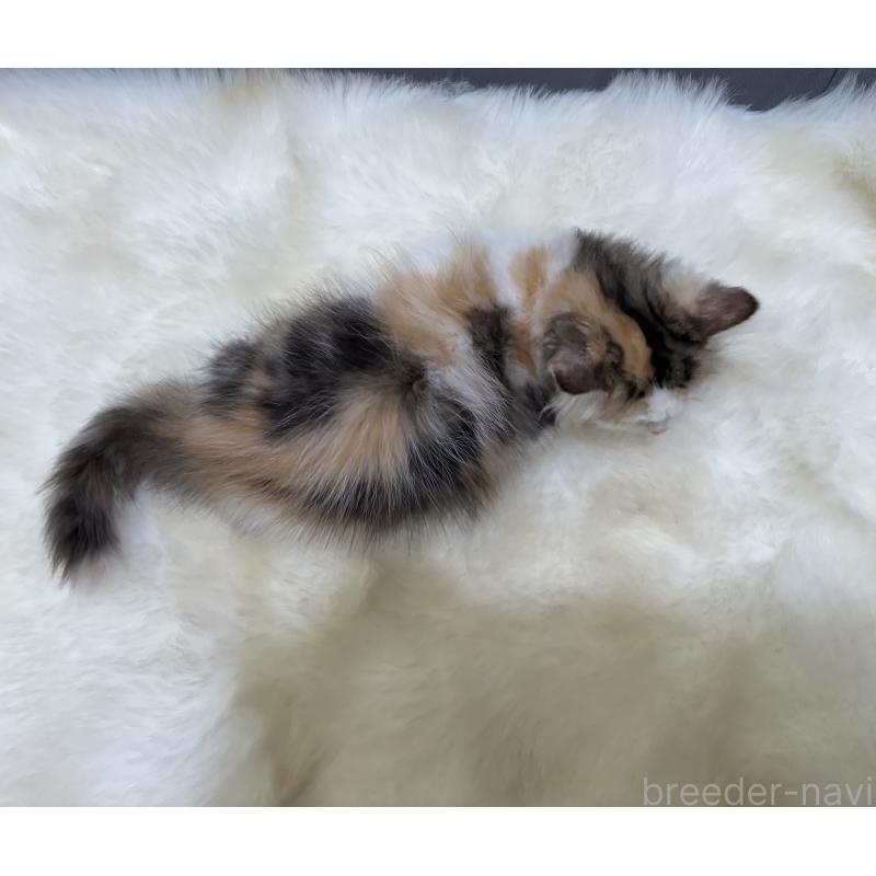 販売中の鹿児島県のミヌエット-132610の2枚目