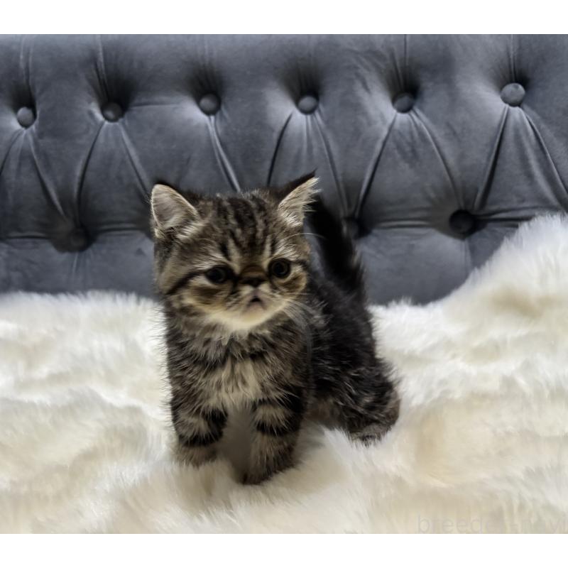 商談中の鹿児島県のエキゾチックショートヘア-132911の7枚目