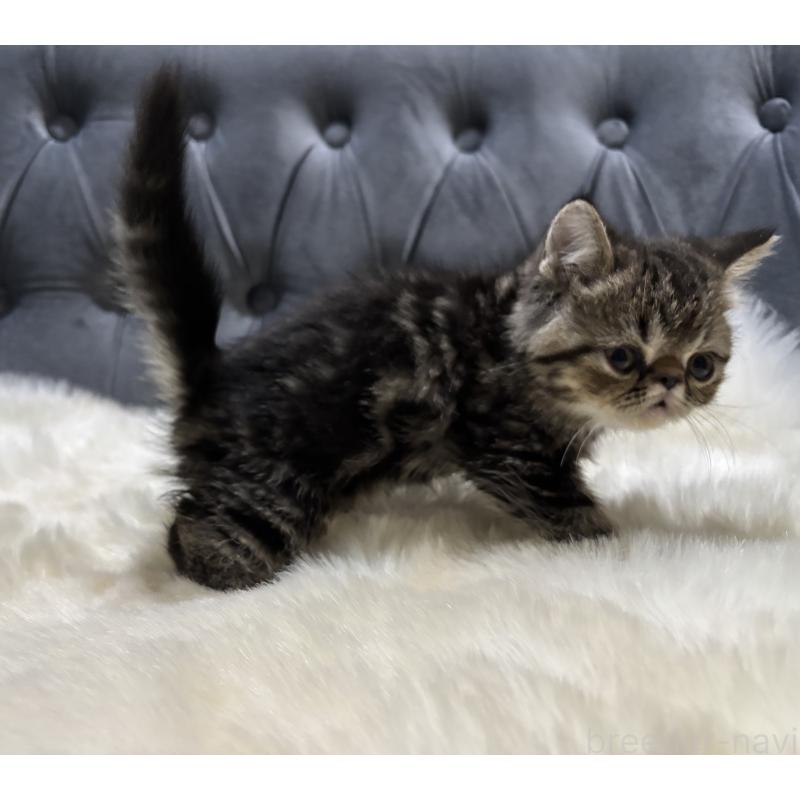 商談中の鹿児島県のエキゾチックショートヘア-132911の6枚目