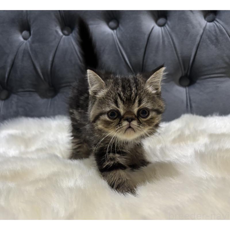 商談中の鹿児島県のエキゾチックショートヘア-132911の5枚目