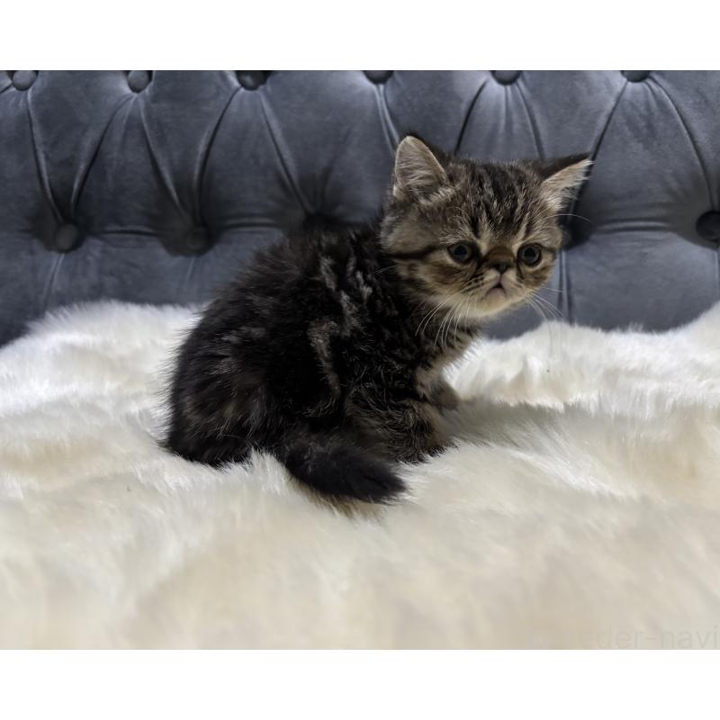 商談中の鹿児島県のエキゾチックショートヘア-132911の4枚目