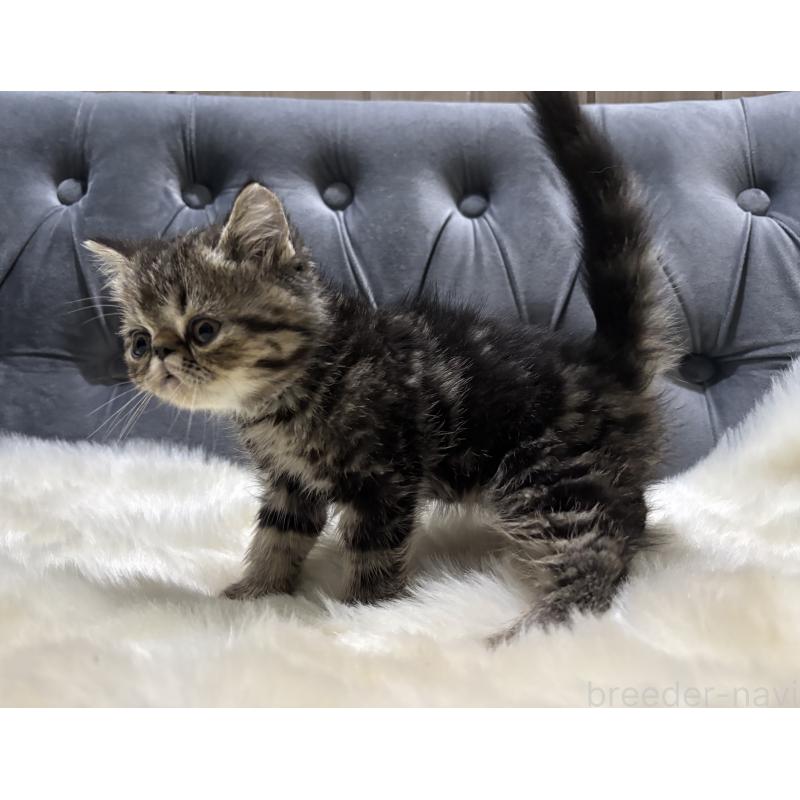 商談中の鹿児島県のエキゾチックショートヘア-132911の3枚目