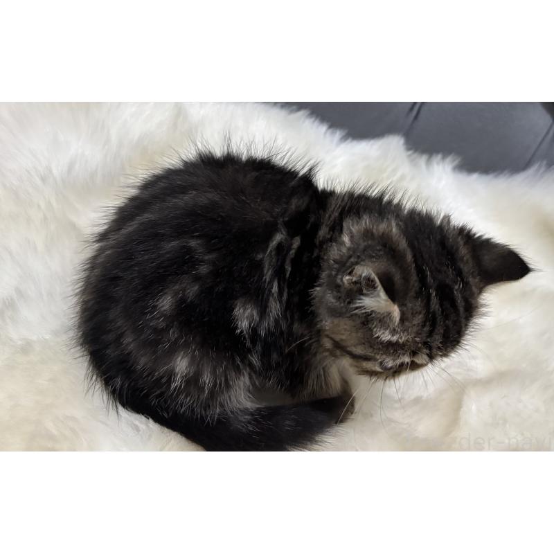 商談中の鹿児島県のエキゾチックショートヘア-132911の2枚目