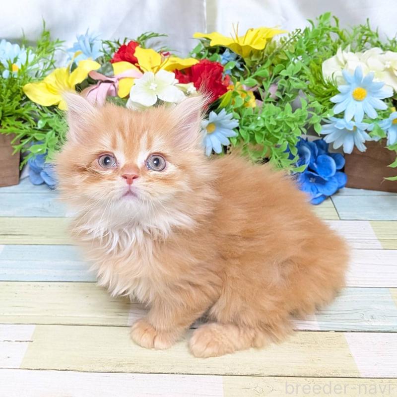 販売中の大阪府のミックス-134824の1枚目