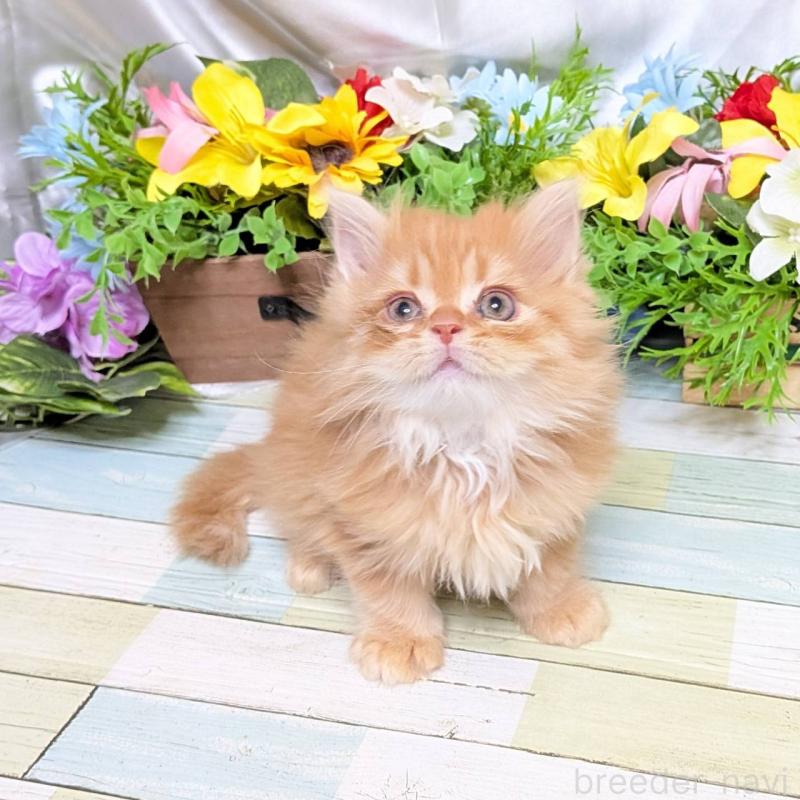 販売中の大阪府のミックス-134824の5枚目