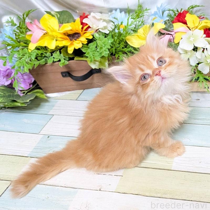 販売中の大阪府のミックス-134824の4枚目