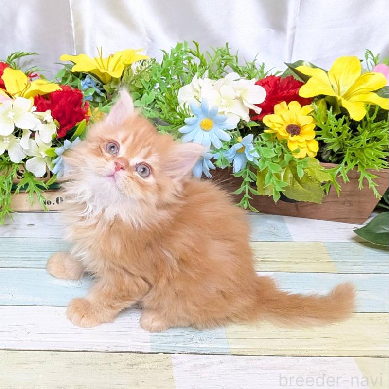 販売中の大阪府のミックス-134824の3枚目