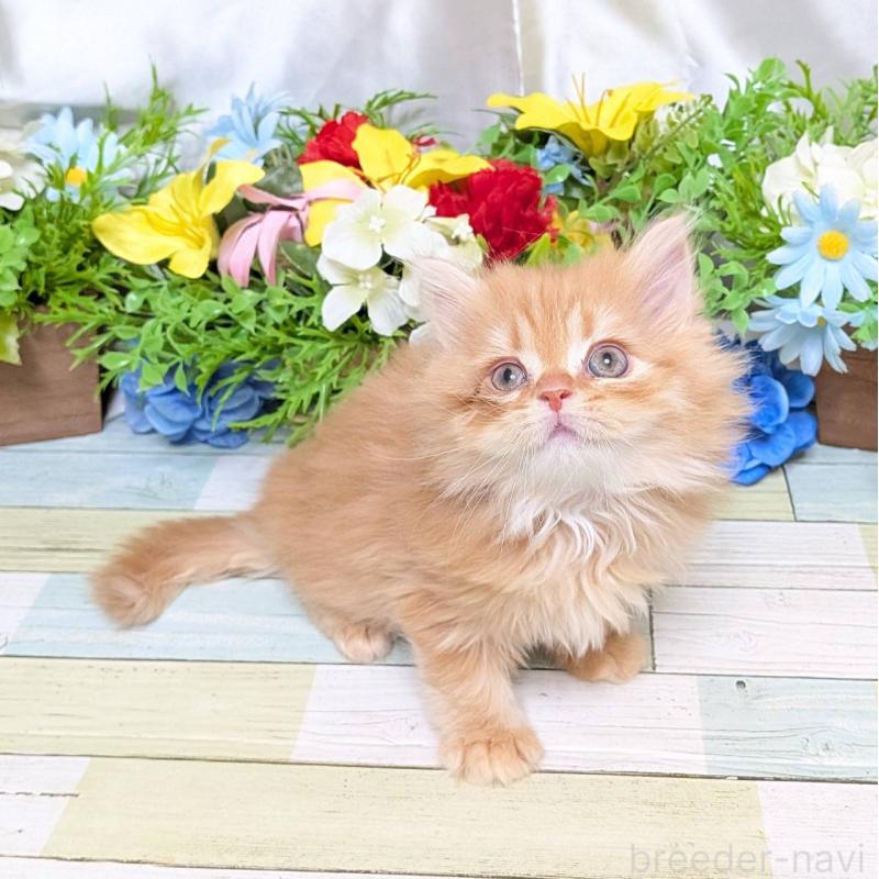 販売中の大阪府のミックス-134824の2枚目