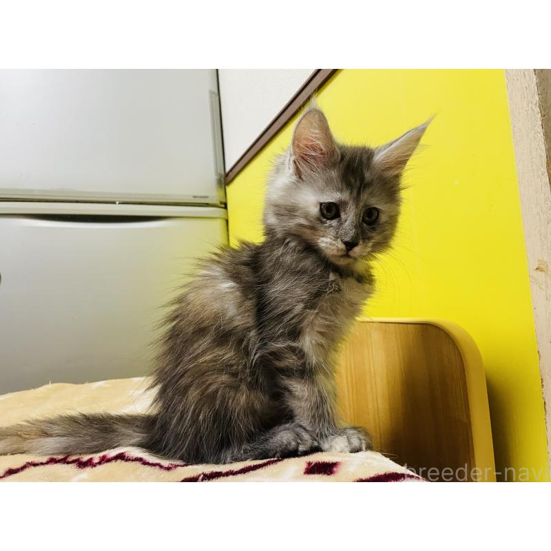 販売中の京都府のメインクーン-132676の4枚目