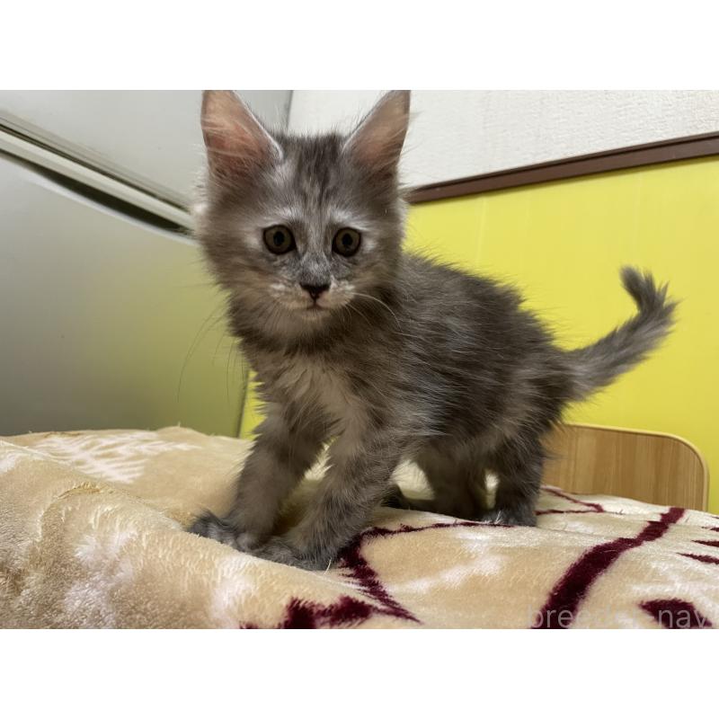 販売中の京都府のメインクーン-132676の3枚目