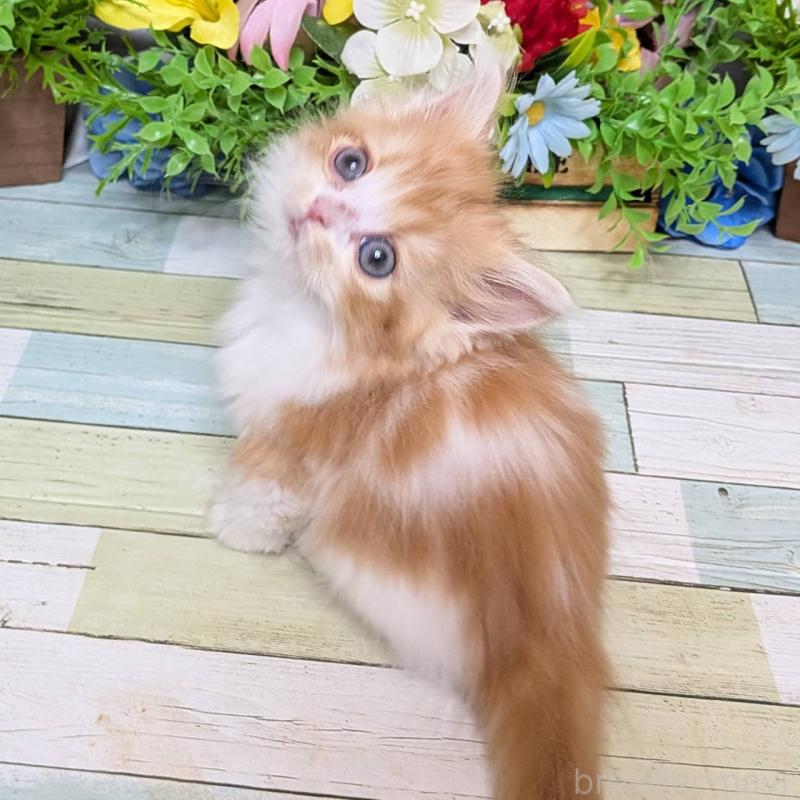 販売中の大阪府のミックス-134825の5枚目