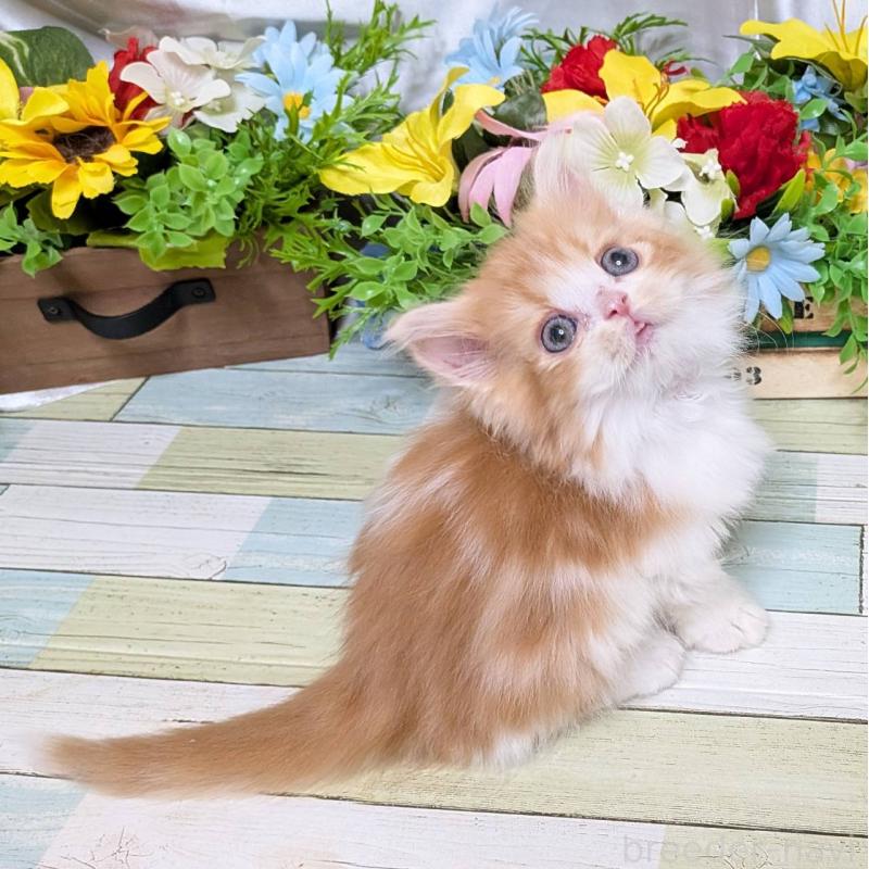 販売中の大阪府のミックス-134825の4枚目