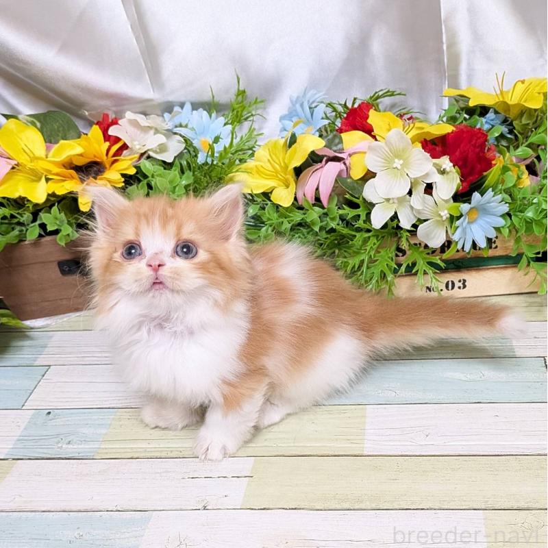 販売中の大阪府のミックス-134825の3枚目