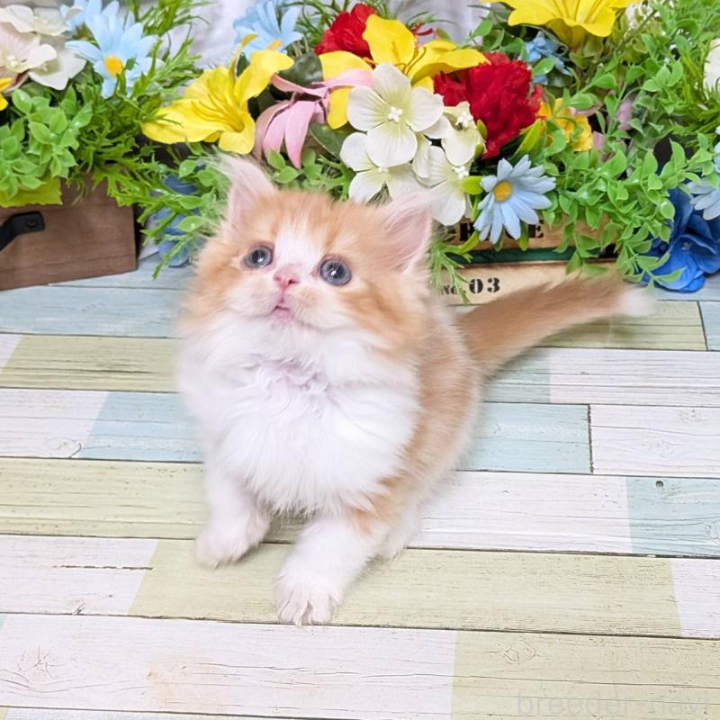 販売中の大阪府のミックス-134825の2枚目