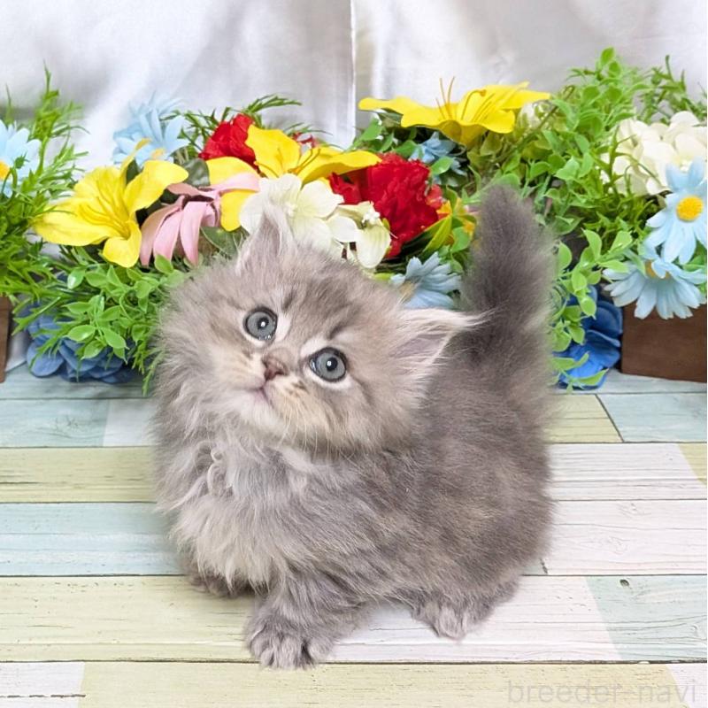 販売中の大阪府のミックス-134826