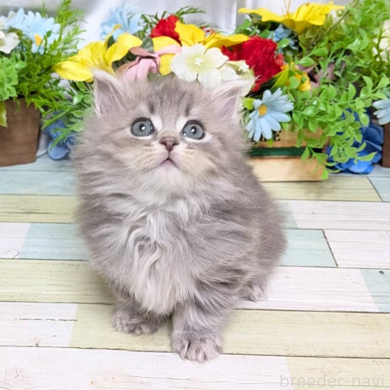 販売中の大阪府のミックス-134826の5枚目