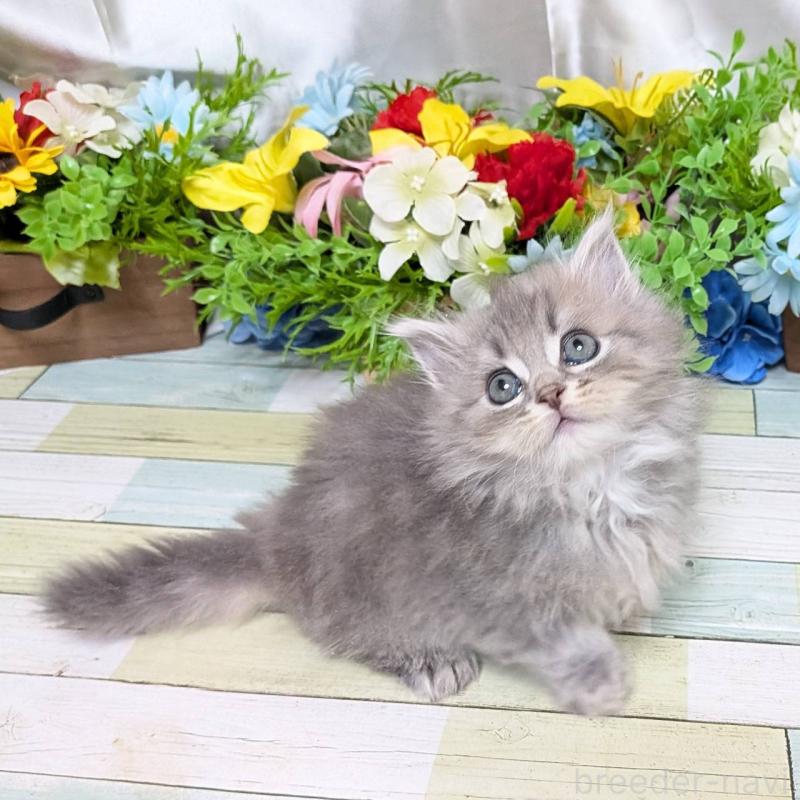 販売中の大阪府のミックス-134826の4枚目