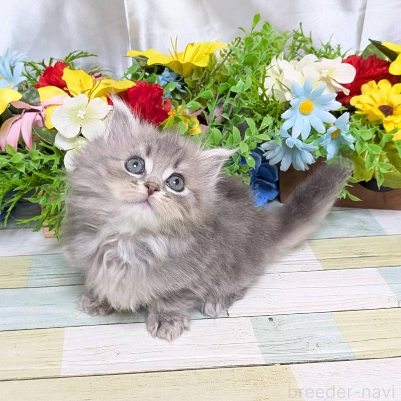 販売中の大阪府のミックス-134826の3枚目