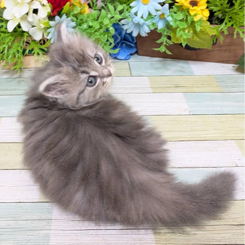 販売中の大阪府のミックス-134826の2枚目