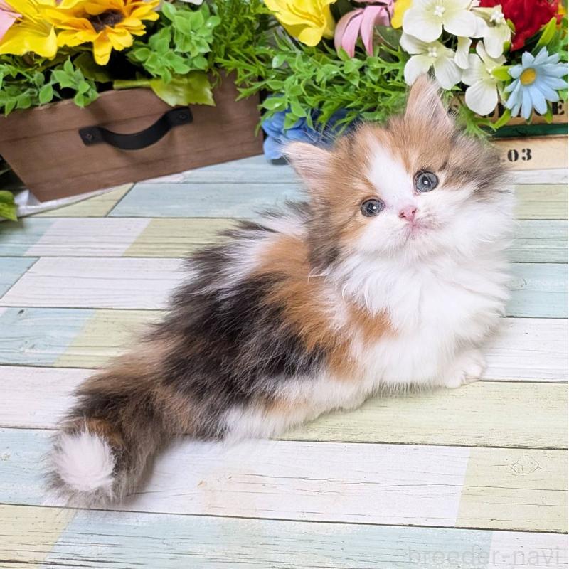 販売中の大阪府のミックス-134827の5枚目