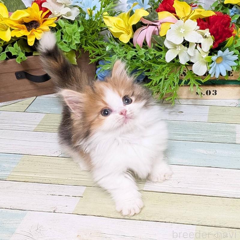 販売中の大阪府のミックス-134827の4枚目