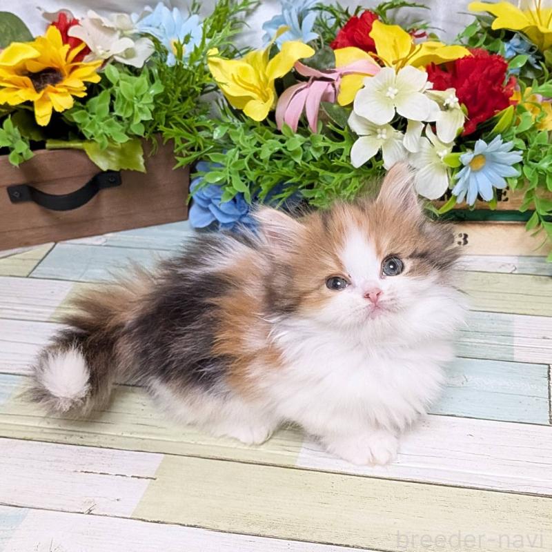 販売中の大阪府のミックス-134827の3枚目