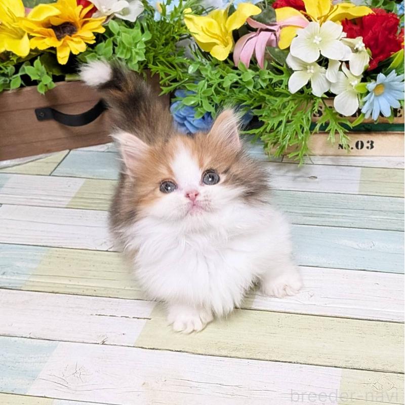 販売中の大阪府のミックス-134827の2枚目