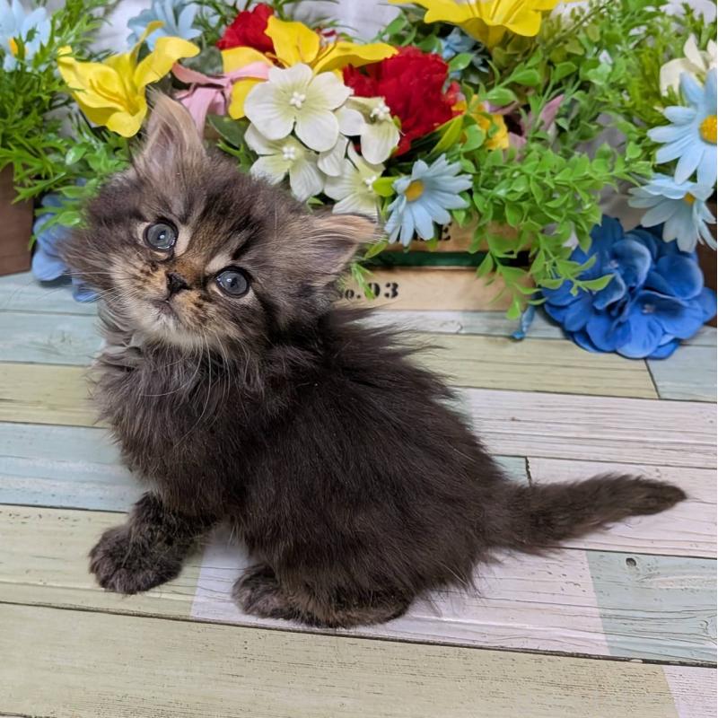 販売中の大阪府のミックス-134828の5枚目