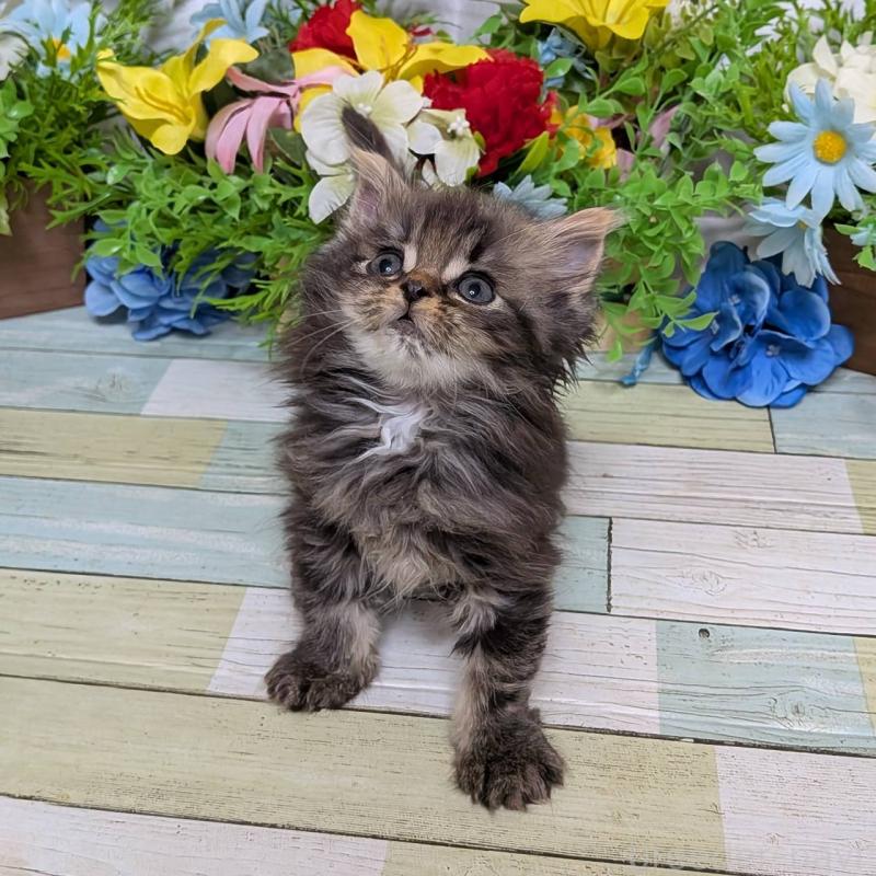 販売中の大阪府のミックス-134828の4枚目