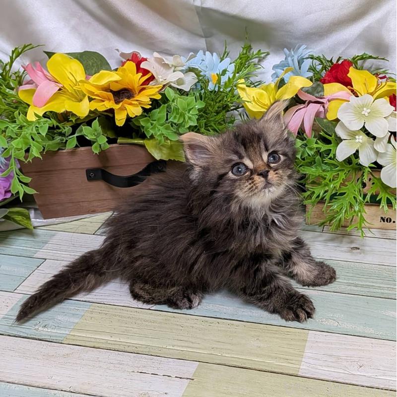 販売中の大阪府のミックス-134828の3枚目