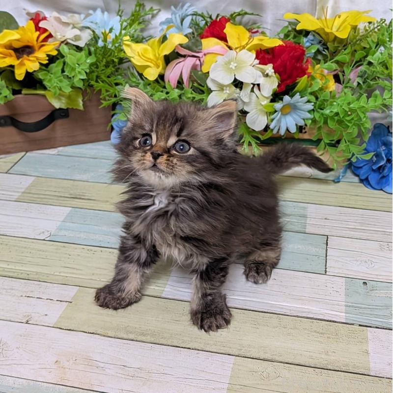 販売中の大阪府のミックス-134828の2枚目