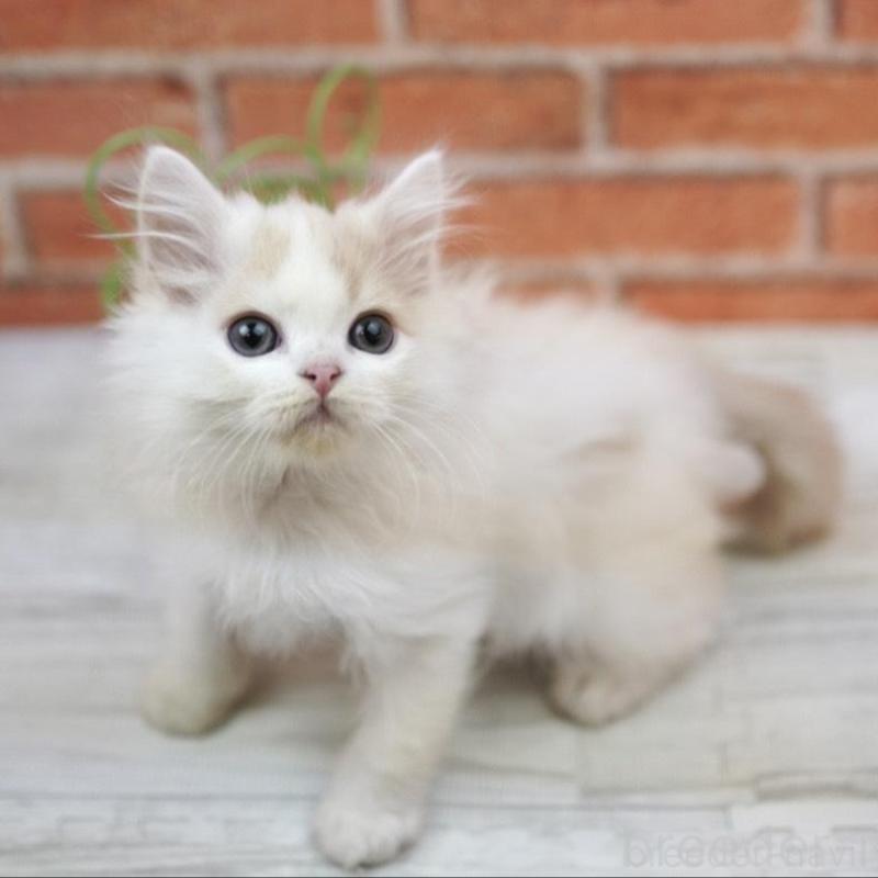 販売中の北海道のラガマフィン-134829