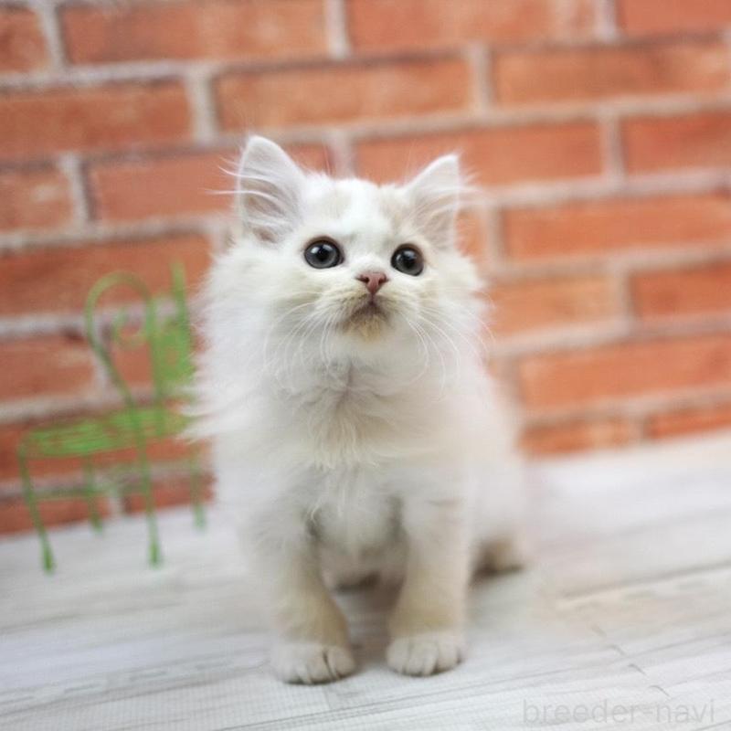 販売中の北海道のラガマフィン-134829の5枚目