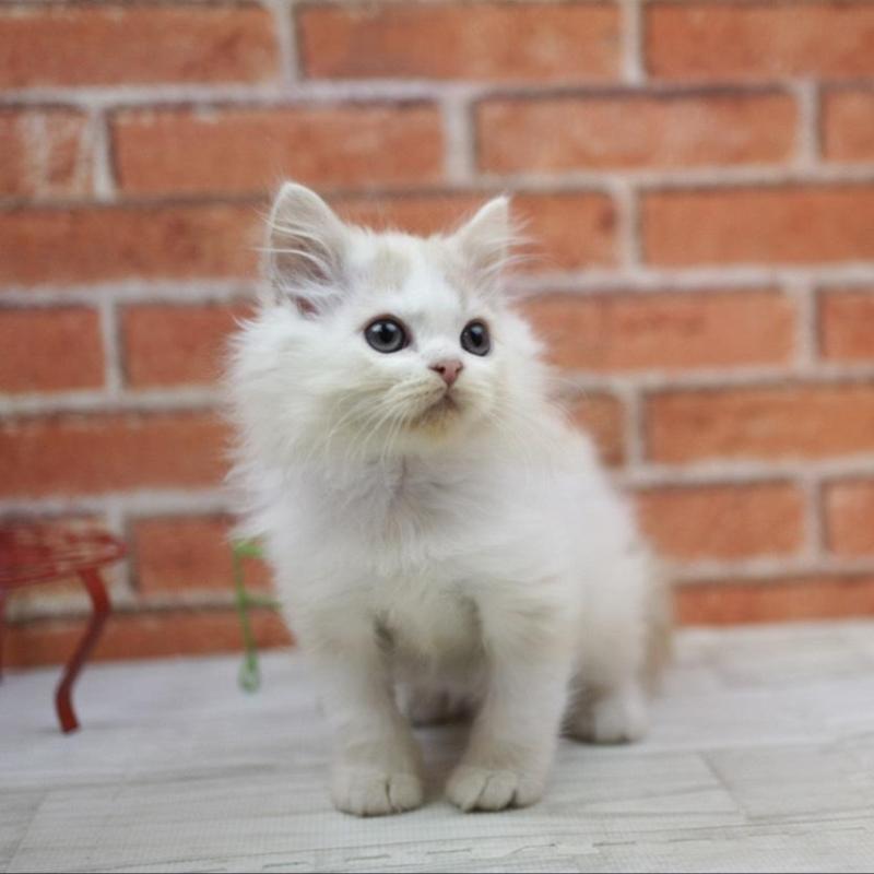 販売中の北海道のラガマフィン-134829の4枚目