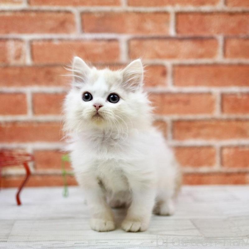 販売中の北海道のラガマフィン-134829の3枚目